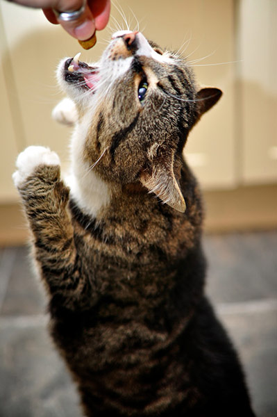 In pictures: expectation: Cat reaching for treat