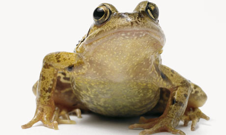 White Common Frog pictures, Common Frog images free, Images of Common Frog , wallpaper of Common Frog , Common Frog pictures to print