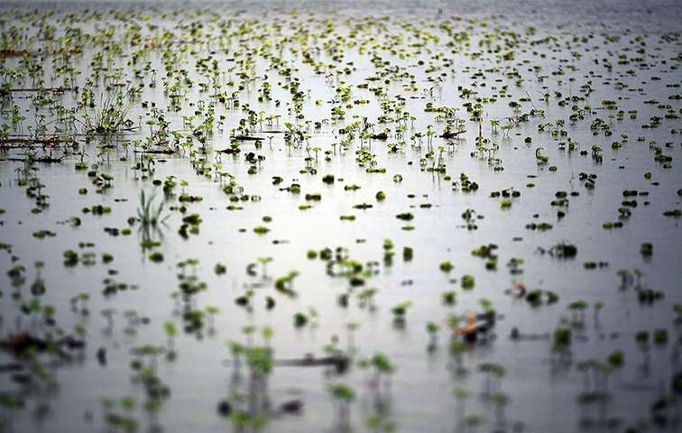 FTA Mario Tama: Flooded young crops are seen along the Yazoo River near Yazoo City 