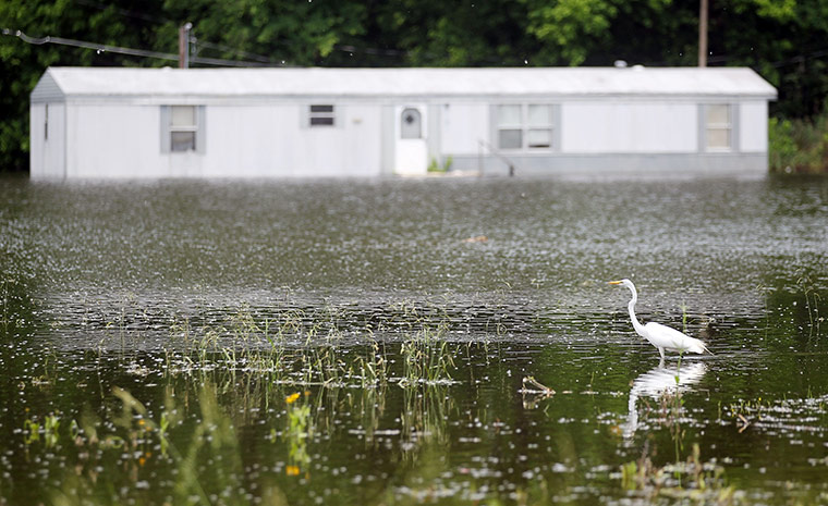 FTA Mario Tama: A crane searches for food in the Mississippi River floodwaters in Vicksburg