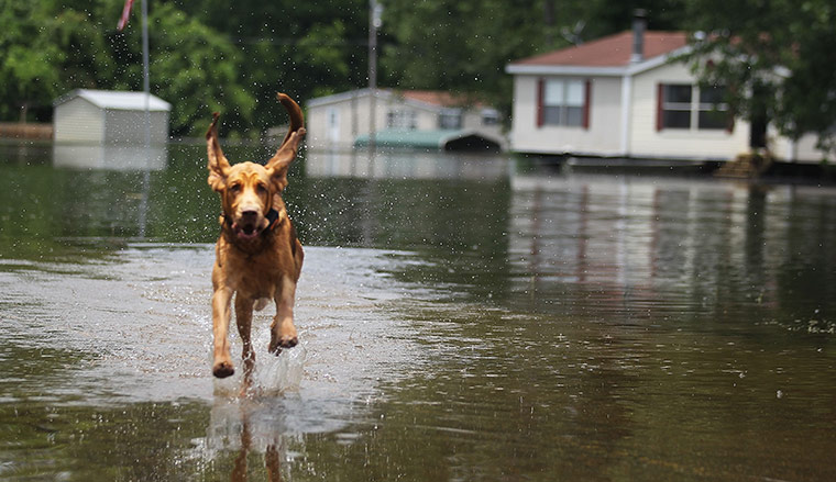 FTA Mario Tama: A neighbourhood dog runs through the floodwaters 