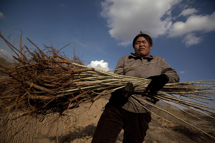 Desertification in China: Inner Mongolia is fighting severe desertification