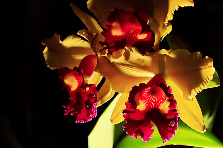 Week in wildlife: Tainan Gold orchid