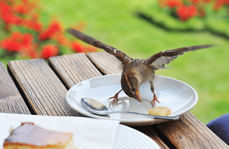 Week in wildlife: A sparrow steals a piece of cake