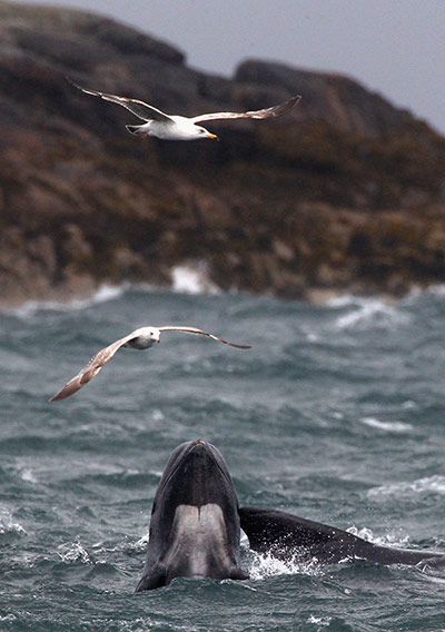 Week in wildlife:  Mass Stranding Of Up To A Hundrew Pilot Whales
