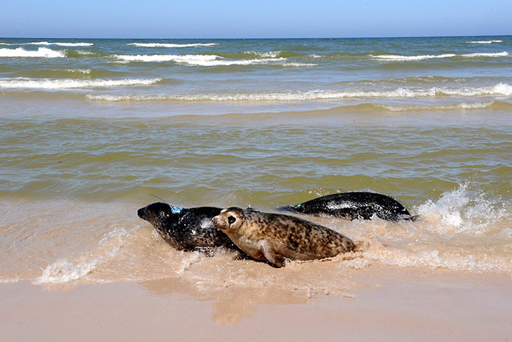Week in wildlife: Seals Released into Baltic Sea