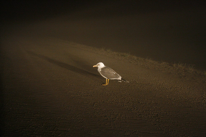 Week in wildlife: A bird is lit by a vehicle's headlights