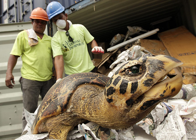 Week in wildlife: Dried Sea turtles confiscated in Manila