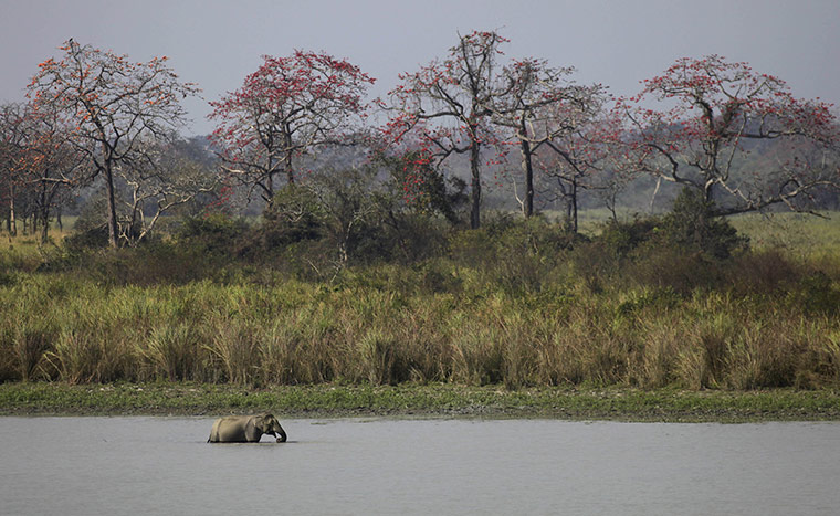 Week in wildlife: A wild elephant cools off in a pond inside Kaziranga National Park 