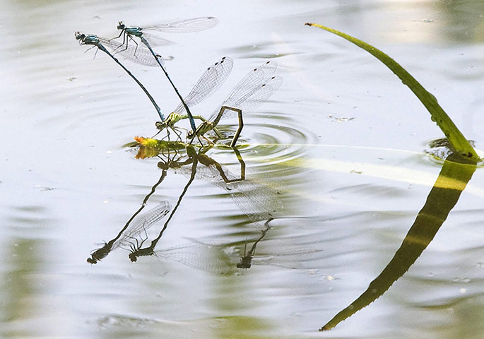 Week in wildlife: A couple of dragonflies mate on a leaf of a plant in a garden in Budapest