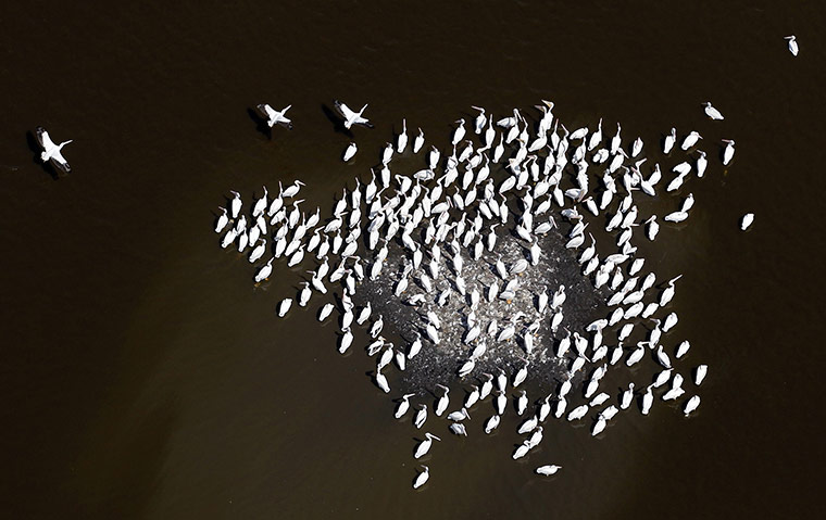 Week in wildlife: white pelicans gather in Blind Lagoon in Bayou Sauvage