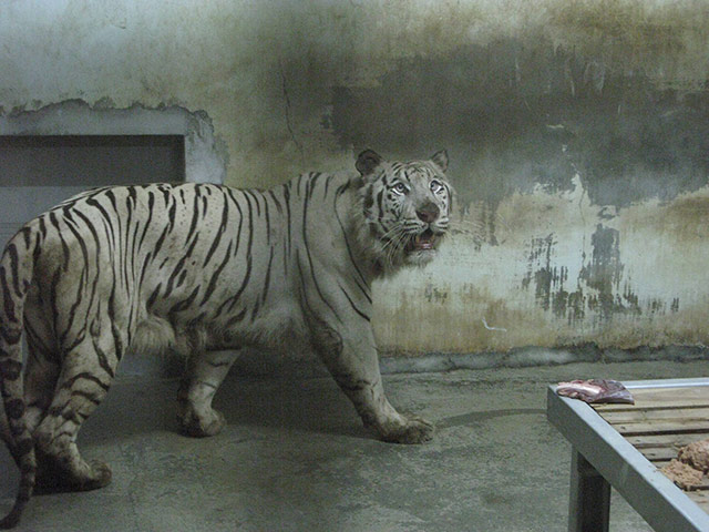 Week in wildlife:  one of the two white tigers from China