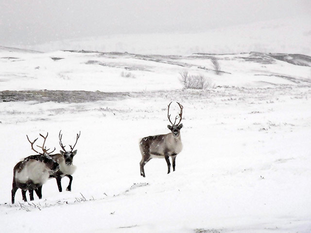Week in wildlife: Reindeer survive with supersight