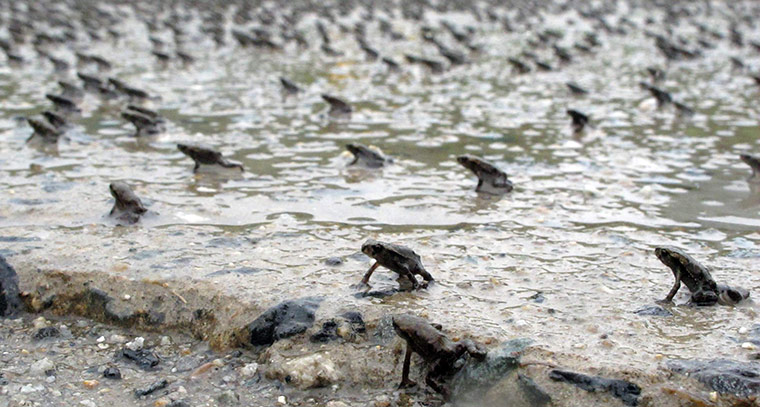 Week in wildlife: Toads move towards dry ground after rain fall at a swamp in Cheongju