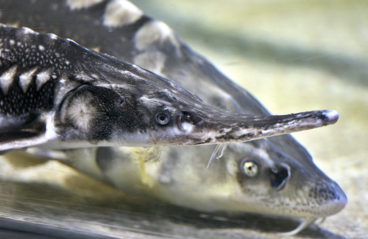 Week in wildlife: Sturgeon thrived in the Danube River 