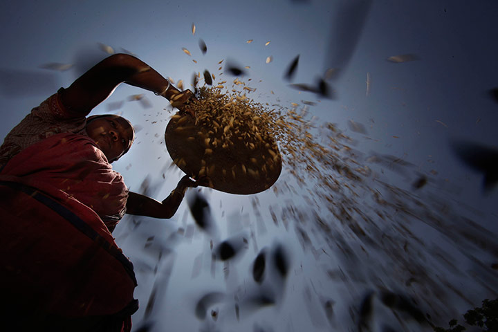 24 hours in pictures: An Indian woman dries crop at a paddy field in Burha Mayong