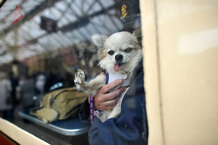 1940s re-enactment: A dog looks out of a carriage window on the train 