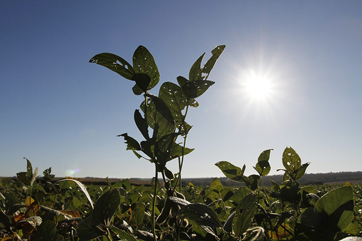 Deforestation for soybean: Atlantic forest in Alto Parana, Paraguay