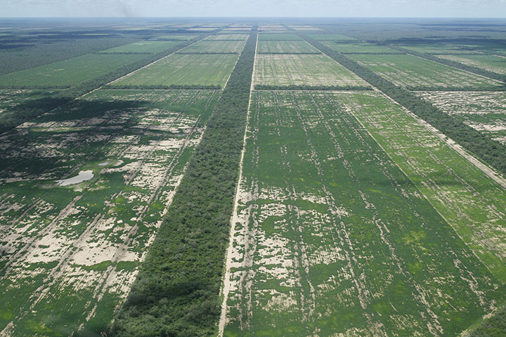 Deforestation for soybean: Chaco, Paraguay