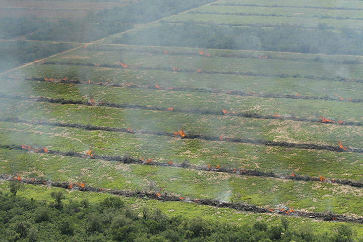Deforestation for soybean: Chaco, Paraguay