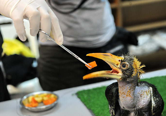 24 hours in pictures: pied hornbill in singapore