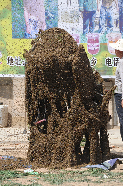 Bee suit: Man breaks record for heaviest bee suit