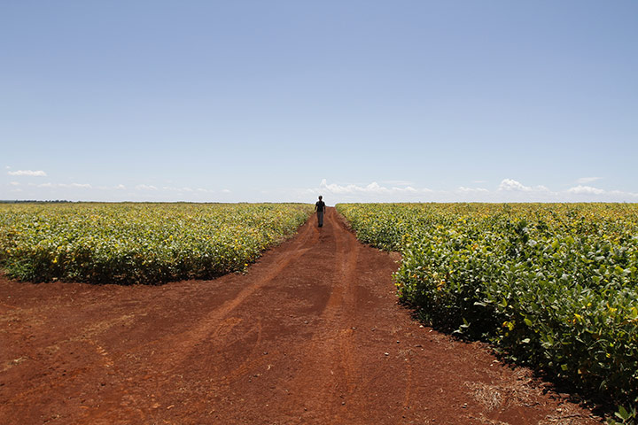 Paraguay : deforestation and soybean production