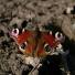 Butterfly reader photos o 003 thumb 1989 - Beautiful Butter Flies Green shoots photographs