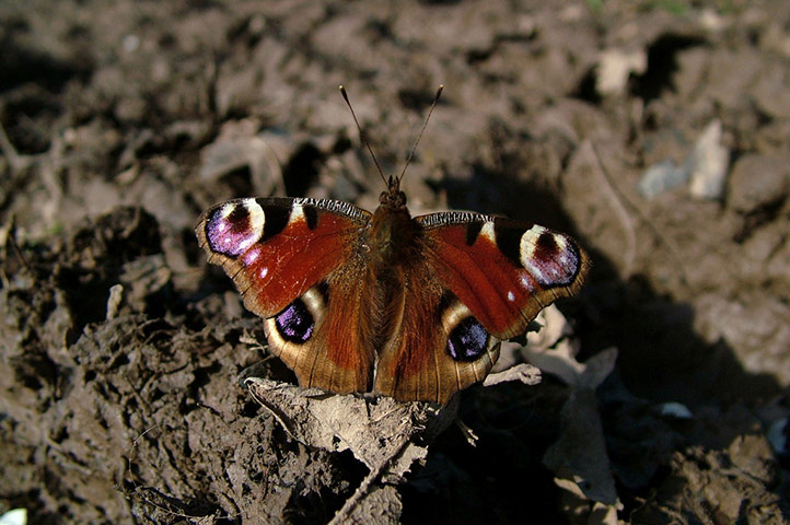 Green shoots: Butterfly reader photos on Flickr group