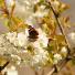 Butterfly reader photos o 010 thumb 5286 - Beautiful Butter Flies Green shoots photographs