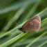 Butterfly reader photos o 011 thumb 1881 - Beautiful Butter Flies Green shoots photographs