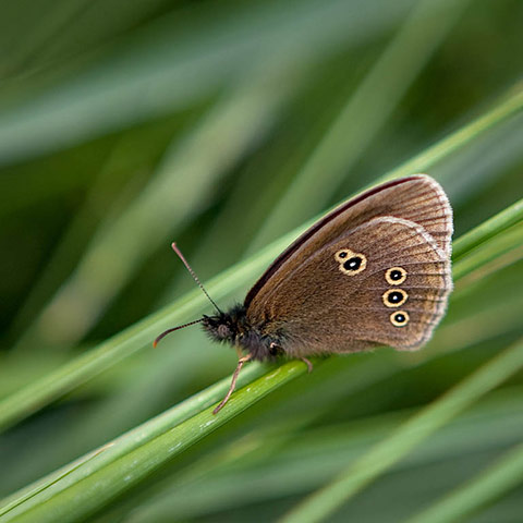 Green shoots: Butterfly reader photos on Flickr group