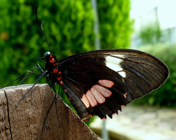 Green shoots: Butterfly reader photos on Flickr group