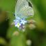 Butterfly reader photos o 015 thumb 7897 - Beautiful Butter Flies Green shoots photographs