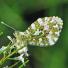 Butterfly reader photos o 018 thumb 7108 - Beautiful Butter Flies Green shoots photographs