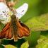 Butterfly reader photos o 019 thumb 1019 - Beautiful Butter Flies Green shoots photographs