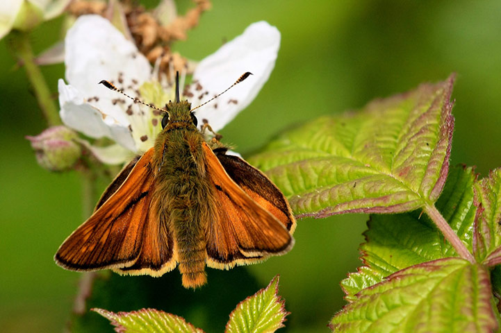 Green shoots: Butterfly reader photos on Flickr group