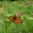 Butterfly reader photos o 020 thumb 8033 - Beautiful Butter Flies Green shoots photographs