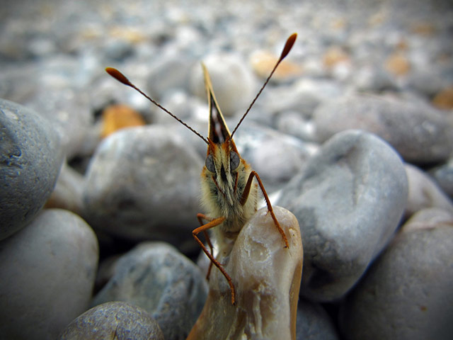 Green shoots: Butterfly reader photos on Flickr group