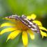 Butterfly reader photos o 022 thumb 1647 - Beautiful Butter Flies Green shoots photographs