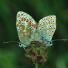 Butterfly reader photos o 024 thumb 5750 - Beautiful Butter Flies Green shoots photographs