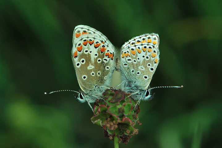 Green shoots: Butterfly reader photos on Flickr group