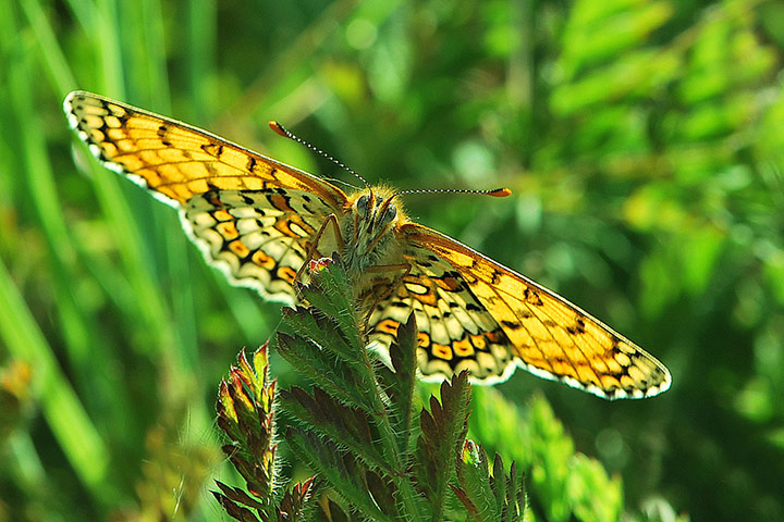 Green shoots: Butterfly reader photos on Flickr group