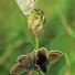 Butterfly reader photos o 026 thumb 9711 - Beautiful Butter Flies Green shoots photographs