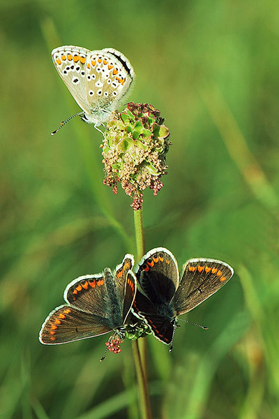 Green shoots: Butterfly reader photos on Flickr group