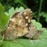 Butterfly reader photos o 029 thumb 3516 - Beautiful Butter Flies Green shoots photographs