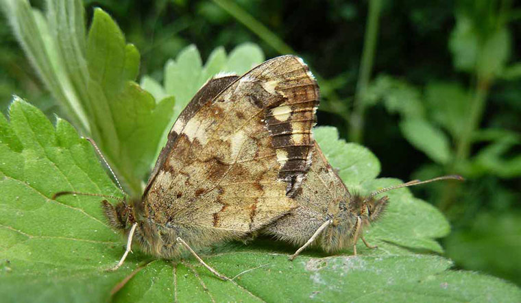 Green shoots: Butterfly reader photos on Flickr group