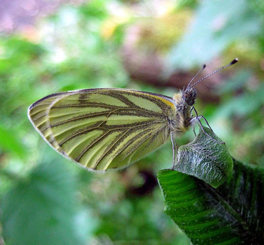 Green shoots: Butterfly reader photos on Flickr group