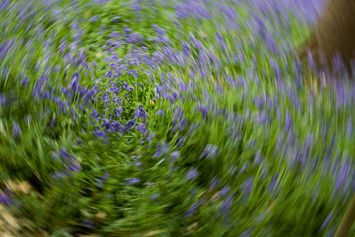 Green Shoots: Bluebells flickr group
