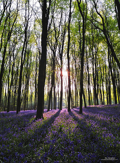 Green Shoots: Bluebells flickr group
